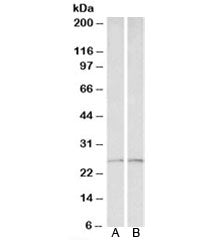 Peroxiredoxin 6 Antibody