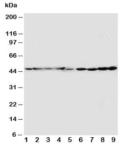 HDJ2 Antibody
