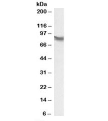 LPP Antibody