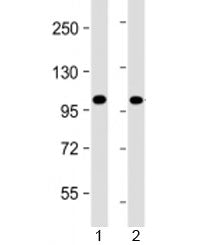 PRDM16 Antibody