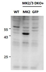 MAPKAPK2 Antibody