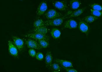 Immunofluorescent staining of FFPE human Hep3B cells with FGG antibody (green) and DAPI nuclear stai