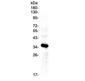 Western blot testing of human HepG2 cell lysate with IGFBP2 antibody at 0.5ug/ml. Predicted molecula