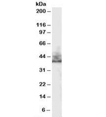 NHERF2 Antibody