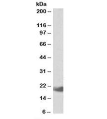 IL17C Antibody