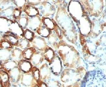 Mitochondrial Marker Antibody