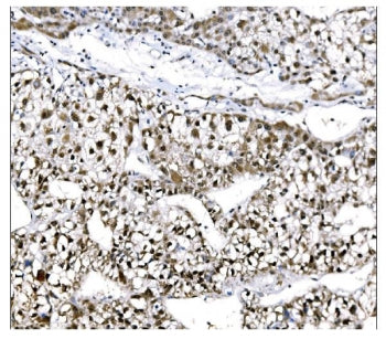 EHMT2 Antibody / G9A