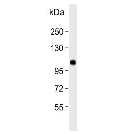 Espin Antibody / ESPN