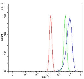 DAT Antibody / Dopamine transporter / SLC6A3