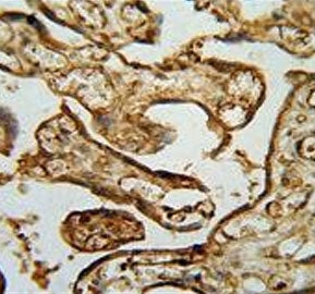 MPP1 Antibody