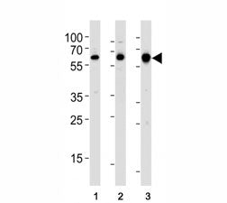 c-Src Antibody