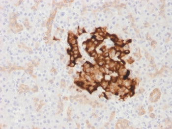 IHC testing of FFPE human pancreas with recombinant INS antibody (clone IRDN/1980R). Required HIER: