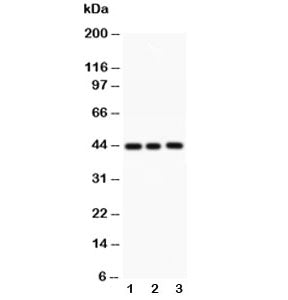 Caspase-1 Antibody (p10)