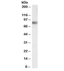 SRB1 Antibody