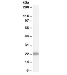 Western blot testing of human prostate lysate with KLK2 antibody at 0.1ug/ml. Predicted molecular we