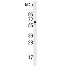 WDR70 Antibody