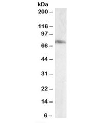 ELMO3 Antibody