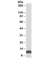 HSP10 Antibody