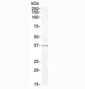 Sprouty Antibody