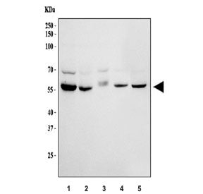 HEXA Antibody