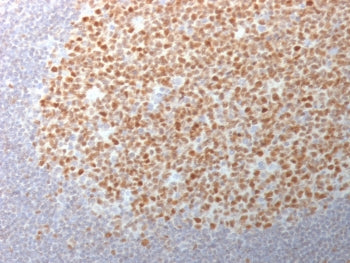 Bcl6 Antibody