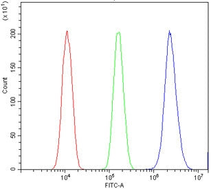 TIF1 alpha Antibody / TIF1A / TRIM24