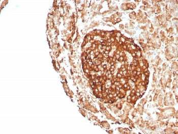 CD99 Antibody / MIC2