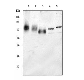 LAMP1 Antibody
