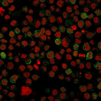CD22 Antibody