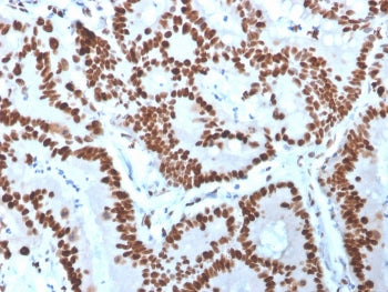 MCM6 Antibody