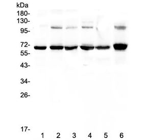 p65 Antibody / NF-kB