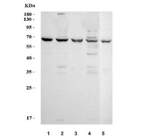 Western blot testing of 1) human SW620, 2) human COLO-320, 3) human ThP-1, 4) human K562 and 5) mous