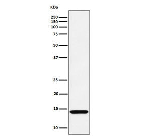 Western blot testing of human HEK293 cell lysate with HINT1 antibody. Expected molecular weight ~14