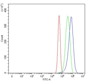 nNOS Antibody / NOS1