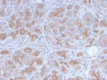 Golgi Antibody