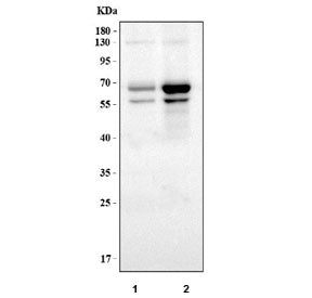 Western blot testing of human 1) Ramos and 2) Daudi lysate with Rel-B antibody. Expected molecular w