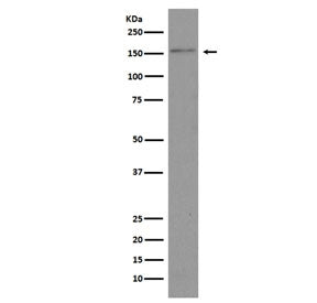 Brd4 Antibody
