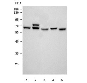 Western blot testing of 1) human HeLa, 2) human U-87 MG, 3) rat brain, 4) rat C6 and 5) mouse brain
