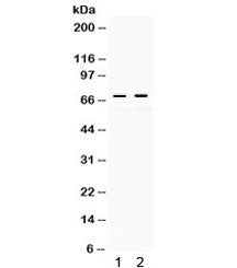 c-Rel Antibody / REL