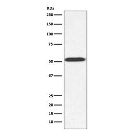 Alpha Tubulin Antibody / TUB1