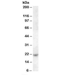 ASF1A Antibody