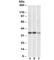 LDHA Antibody