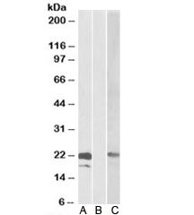 Western blot testing of HEK293 lysate overexpressing human CST8-MYC probed with Cystatin 8 antibody