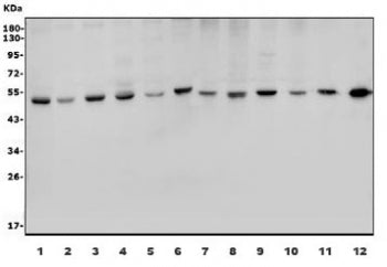 SP7 Antibody / OSX