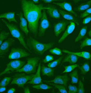 Immunofluorescent staining of FFPE human HeLa cells with OAS3 antibody (green) and DAPI nuclear stai
