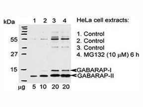 Western blot testing of GABARAP antibody and Hela cells treated with 26S proteasome complex blocker