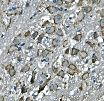 Cd97 Antibody