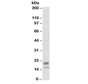 Western blot testing of human Ileum lysate with IL-20 antibody at 2ug/ml. The ~20 kDa (glycosylated)