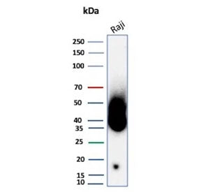 Western blot testing of human Raji cell lysate with CD38 antibody. Expected molecular weight: 34-46