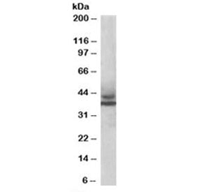 MURF3 Antibody